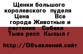 Щенки большого (королевского) пуделя › Цена ­ 25 000 - Все города Животные и растения » Собаки   . Тыва респ.,Кызыл г.